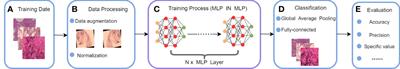 A multilayer perceptron-based model applied to histopathology image classification of lung adenocarcinoma subtypes